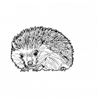 006-The-Hedgehog