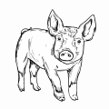 berkshire pig heligan